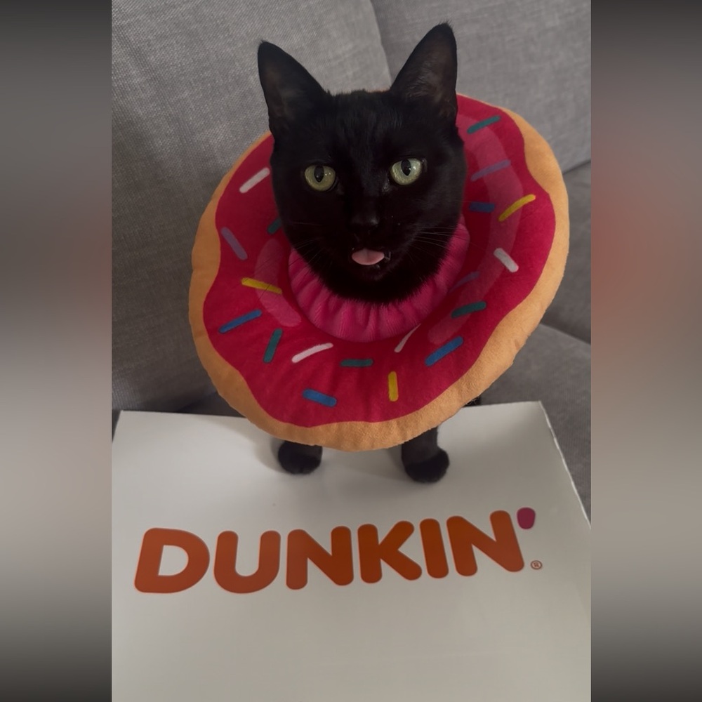 Pink Donut Pet Costume Halloween One Size - Used Once - Picture 4 of 4
